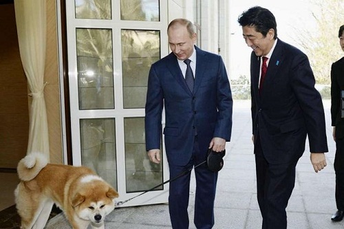 Nga từ chối nhận chú chó Akita Nhật Bản dự định tặng Tổng thống Putin