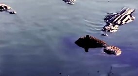 Cá sấu 'khủng' xé xác báo đốm dưới sông