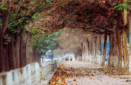 6 địa điểm chụp ảnh dã ngoại ở Hà Nội đẹp nhất mùa chớm đông