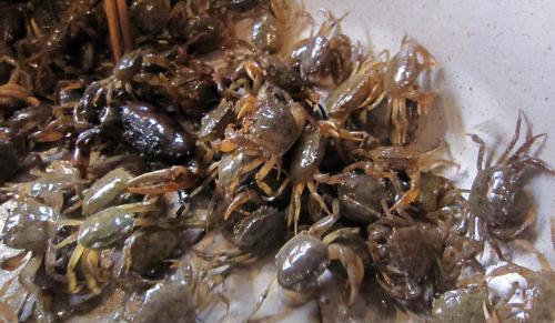 Cách làm sạch cua đồng để có món canh cua ngon đúng vị