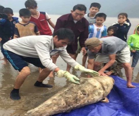 Hà Tĩnh: Phát hiện xác cá heo nặng gần 100kg trôi dạt vào bờ biển
