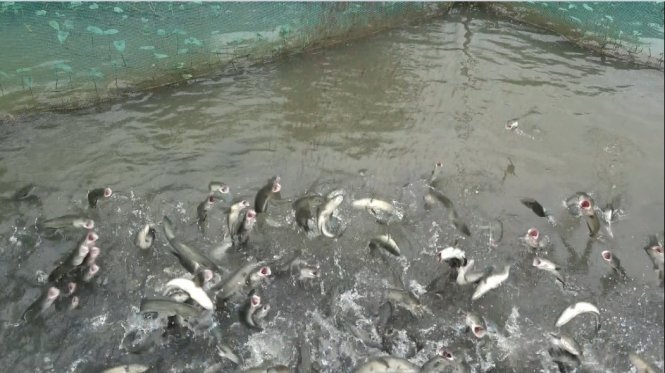 Hàng chục ngàn con cá lóc biết... khiêu vũ ở Cần Thơ