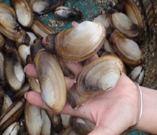Cách làm sạch ngao đơn giản trước khi chế biến