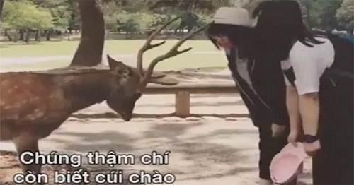 Những chú nai lễ phép cúi chào khi được tặng thức ăn