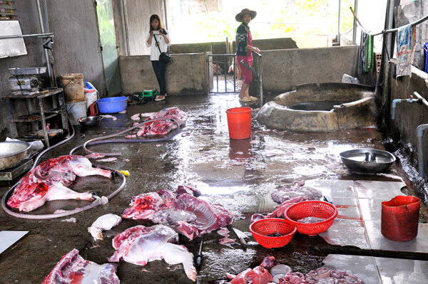 Bắt quả tang cơ sở giết mổ lợn không giấy phép