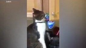 Siêu trộm mèo mở tủ bếp lấy bim bim gây “bão mạng”