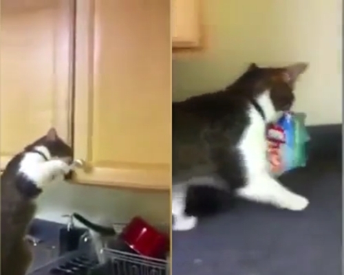 'Siêu trộm' mèo mở tủ bếp ăn cắp bim bim rất lành nghề