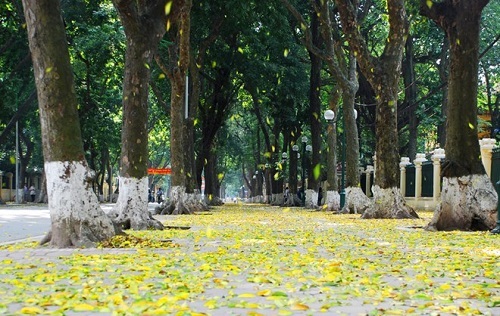 Tìm hiểu 3 lý do vì sao mùa đông cây rụng lá?