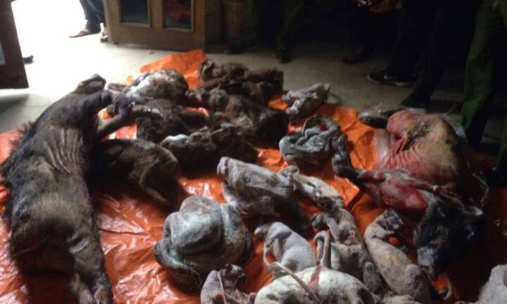 Phát hiện hơn 200 kg động vật hoang dã trong nhà dân