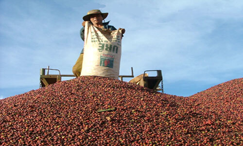 Xuất khẩu nông lâm thủy sản đạt 32,1 tỷ USD trong năm 2016