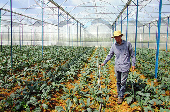 Kinh tế trang trại phát triển nhanh trong 5 năm vừa qua