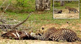 Bị rắn độc khoá chặt, đại bàng chết thảm dưới nanh báo