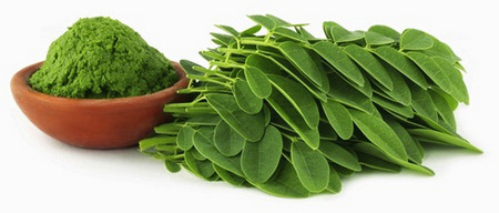 Những tác dụng chữa bệnh của cây chùm ngây bạn nên biết
