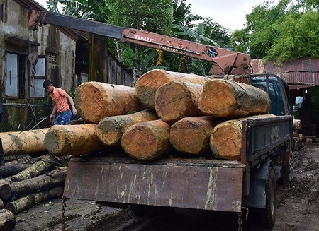 44 khúc gỗ ươi