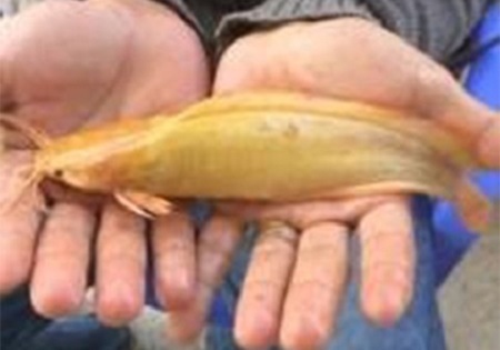 Bắt được cá trê 8 râu vàng rực ở miền Tây