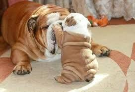 Clip chó mẹ trông con trước khi bị bán lay động dân mạng