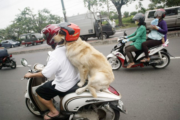 Chó đi xe máy đội mũ bảo hiểm ở Việt Nam lên báo nước ngoài
