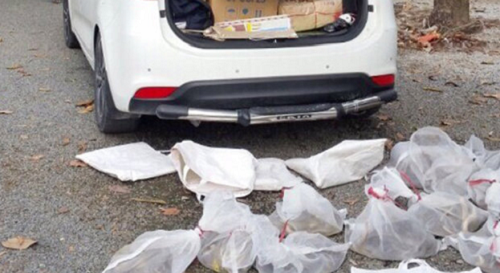 Bị phạt vì mang 26 kg rắn độc lên núi 