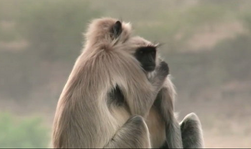 Clip bầy khỉ ôm nhau đau buồn vì tưởng 