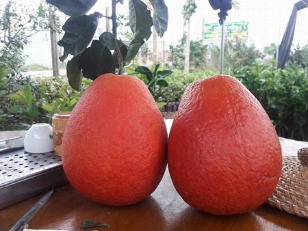 Nửa triệu đồng một cặp bưởi đỏ tiến vua chưng Tết Đinh Dậu