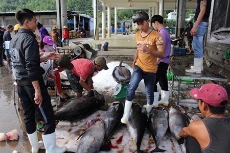 Cận Tết Nguyên đán, cá ngừ đại dương “cung không đủ cầu”