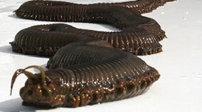Sâu địa ngục và những pha săn mồi 