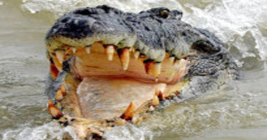 Video: Cận cảnh cá sấu 