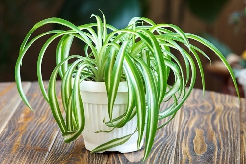 10 loại cây cảnh là “vũ khí” chống lại ô nhiễm không khí trong nhà