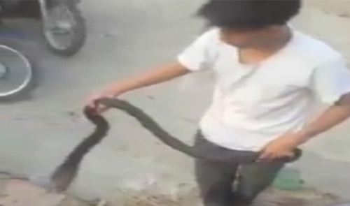 Video: Người đàn ông bắt ổ rắn hổ mang bằng tay không ở Hà Nội
