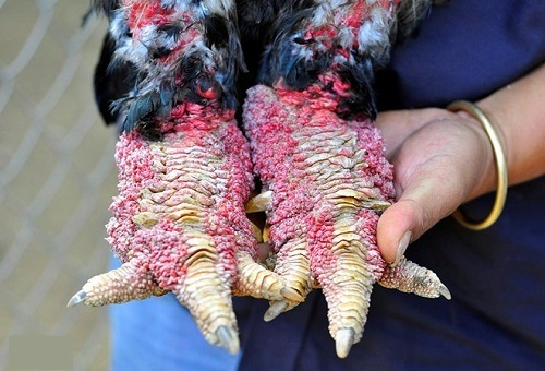 Kỳ công nuôi gà Đông Tảo nghìn “đô”, “nằm lò sưởi, ngâm chân nước gừng”