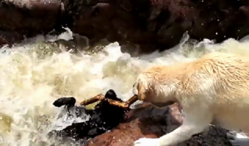 Video: Khoảnh khắc chú chó cứu bạn khỏi dòng nước xiết