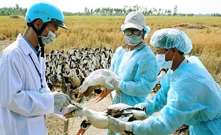 Đàn gà hàng nghìn con tại Bạc Liêu bị nhiễm cúm gia cầm