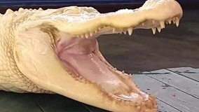 Cận cảnh “Cá sấu ma” cực quý hiếm ở Mỹ