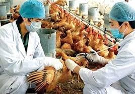 Cảnh báo nguy cơ cúm A/H7N9 xâm nhập từ Trung Quốc vào Việt Nam