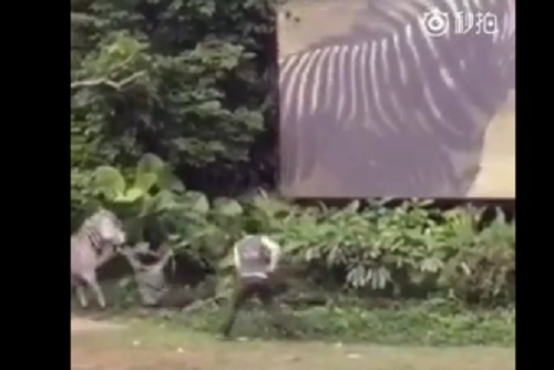 Video: Người đàn ông bị ngựa vằn kéo lê trên mặt đất