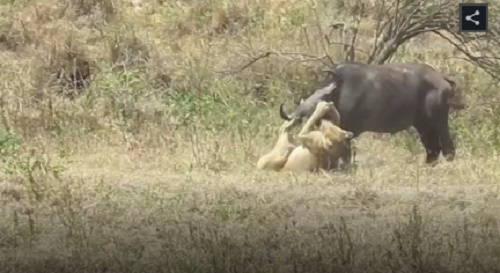 Xem sư tử cái một mình 