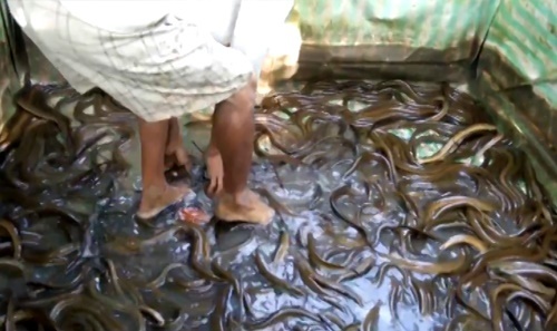 Hàng nghìn con lươn bò dưới chân người đàn ông