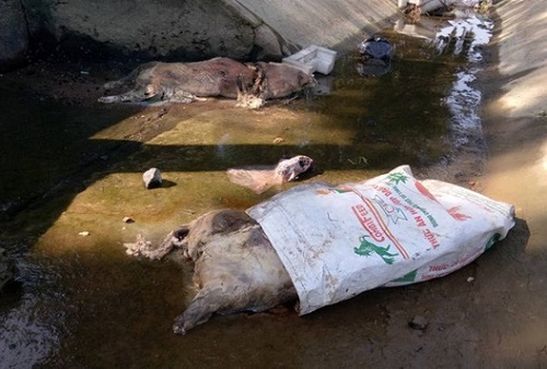 Hà Tĩnh: Truy tìm thủ phạm vứt hàng loạt xác lợn chết xuống kênh 