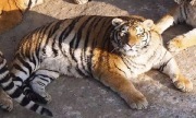 Hổ, sư tử “béo phì” trong vườn thú Trung Quốc