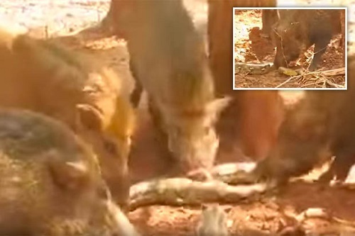 Đàn lợn hung dữ tấn công, xé xác trăn 