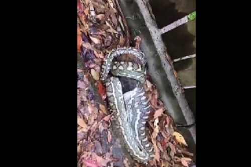 Trăn khổng lồ nuốt chửng con mồi trên đường cao tốc