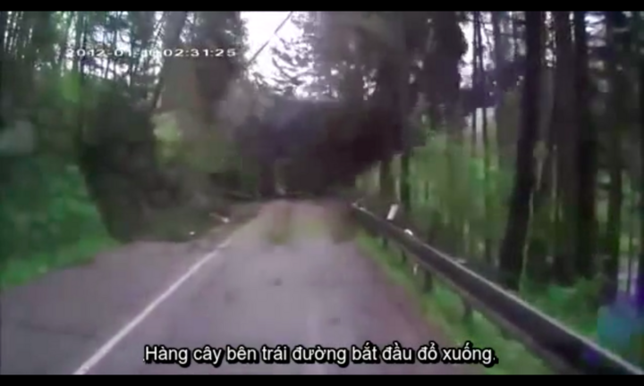 Hàng loạt cây bên đường đổ rạp trước mắt du khách