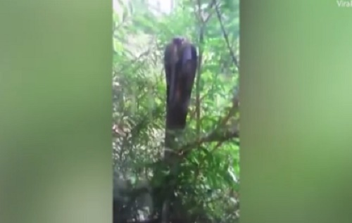 Hổ mang chúa điên cuồng tấn công đàn mèo sau cửa kính