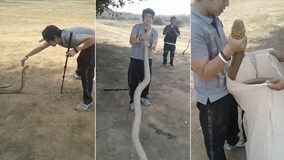 Rùng mình xem thanh niên tay không bắt rắn hổ mang chúa kịch độc