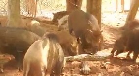 Trăn khổng lồ bị đàn lợn giận dữ xé xác thành từng mảnh nhỏ