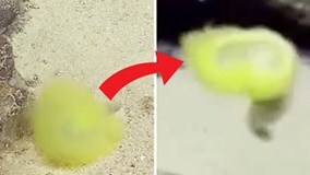 Phát hiện sinh vật kỳ lạ ẩn náu dưới Vịnh Mexico?