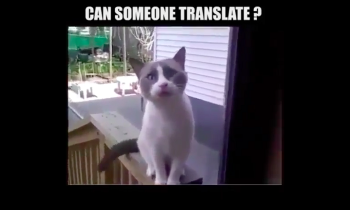 Chú mèo quát chủ nhân như người