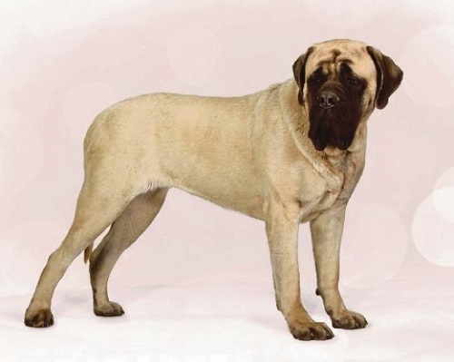 Kinh hoàng chứng kiến chú chó Ngao cắn chết chủ ngay trên đường phố