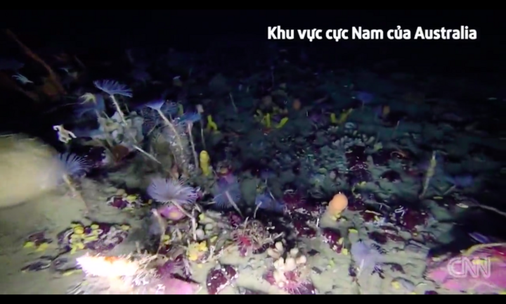 Thế giới dưới nước đầy màu sắc ở biển Nam Cực
