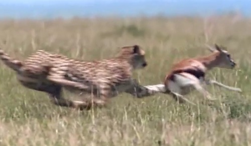 Cận cảnh báo săn tăng tốc 